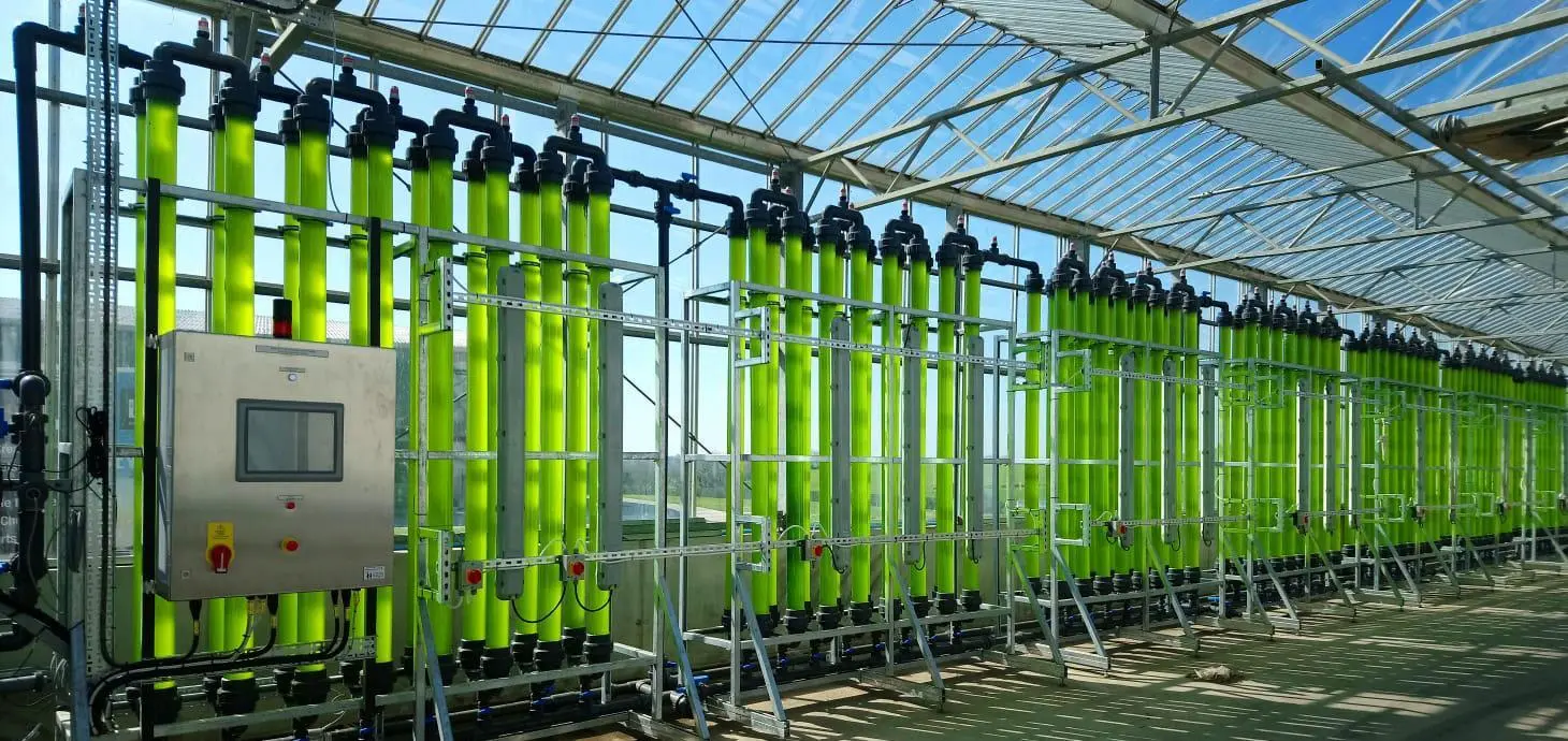 Algae