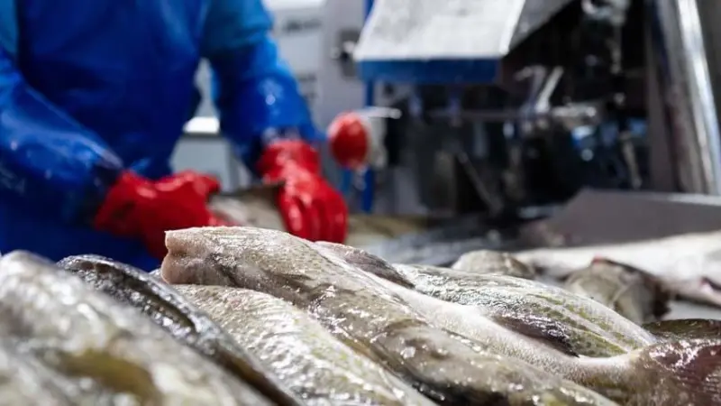 Icelandic cod