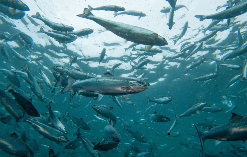 Andfjord Salmon