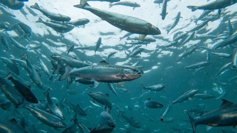 Andfjord Salmon