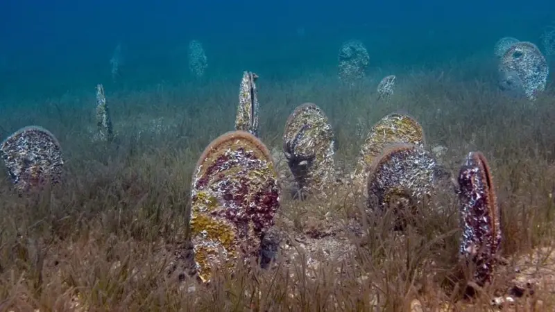 Leech (Pinna nobilis) is protected and endangered in Slovenia. EMFAF will enable its monitoring in order to improve its outlook
