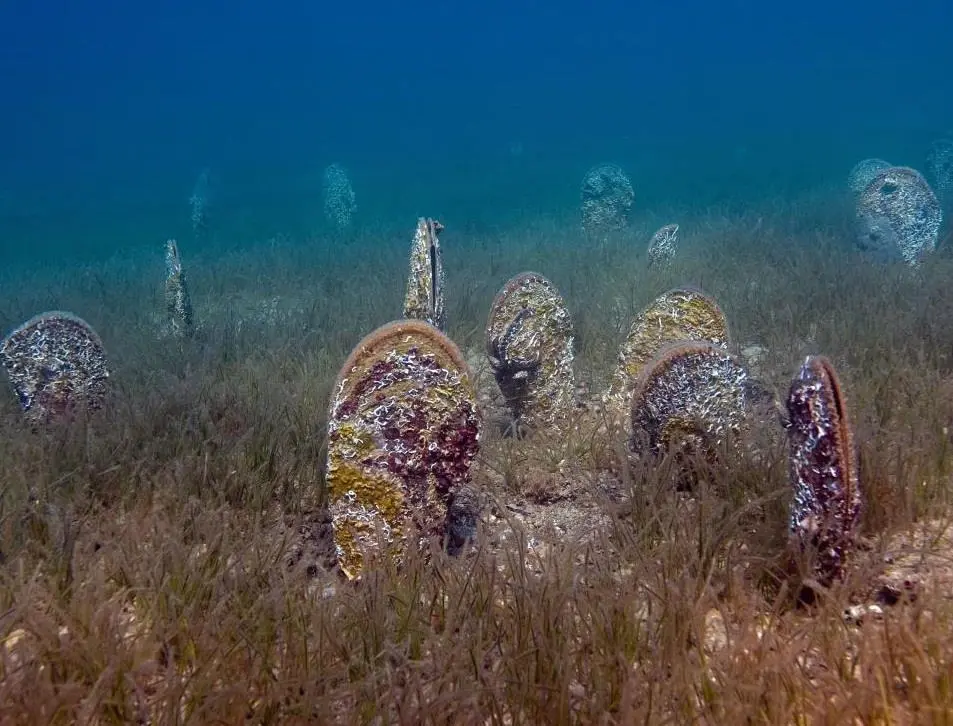 Leech (Pinna nobilis) is protected and endangered in Slovenia. EMFAF will enable its monitoring in order to improve its outlook
