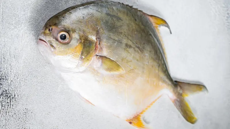 Florida pompano