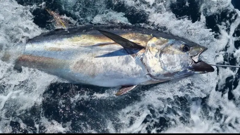 First NI bluefin tuna