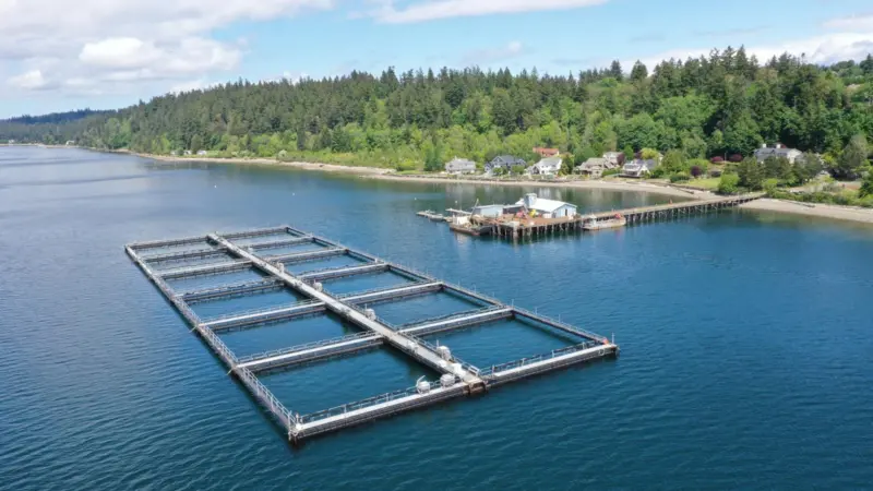 Washington net pen aquaculture
