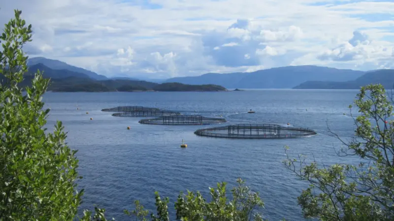 Salmon_aquaculture_in_Norway