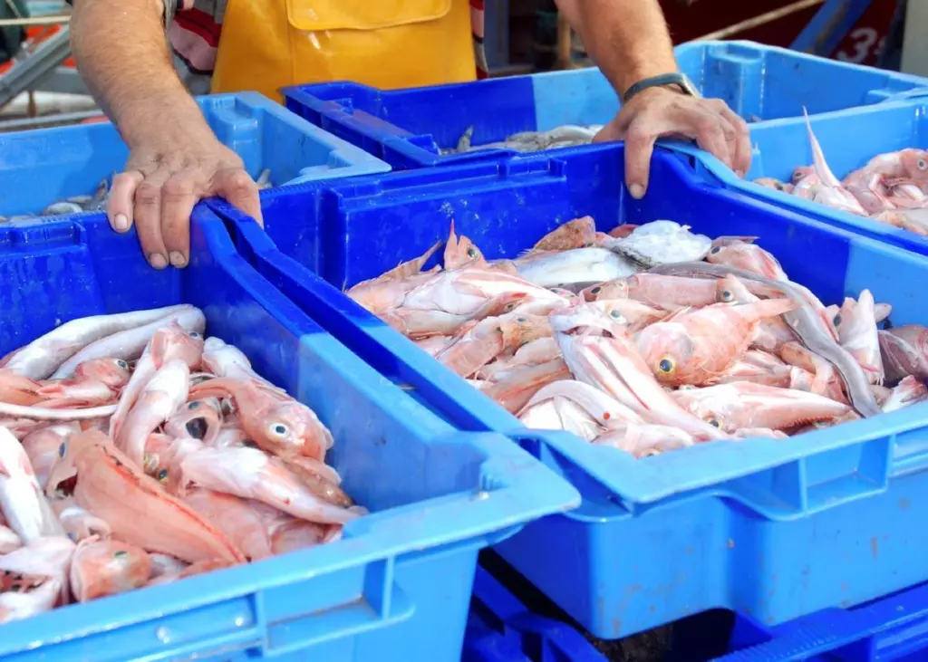 UK fish