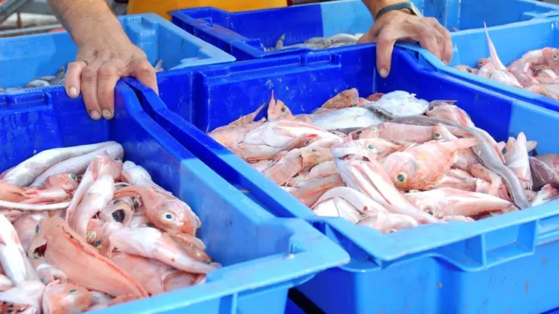 UK fish