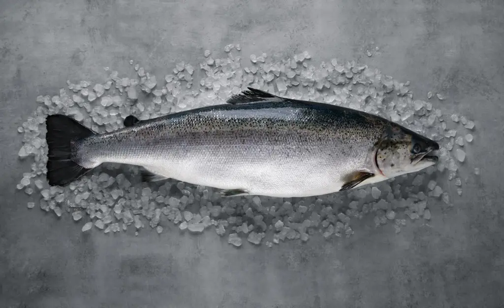 Norwegian aquaculture continues to top the charts for the most sustainable animal protein production