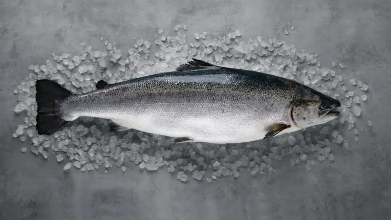 Norwegian aquaculture continues to top the charts for the most sustainable animal protein production