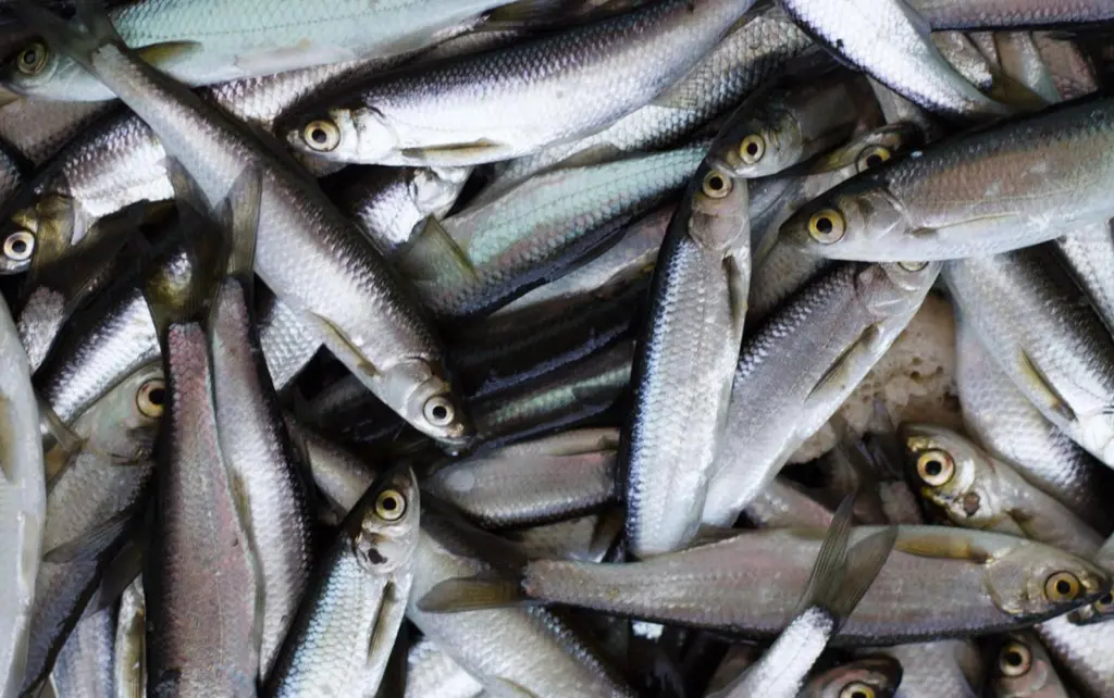 Herring