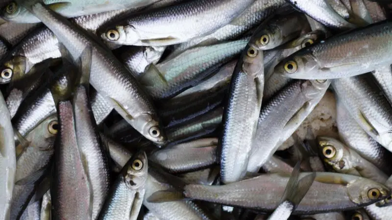 Herring