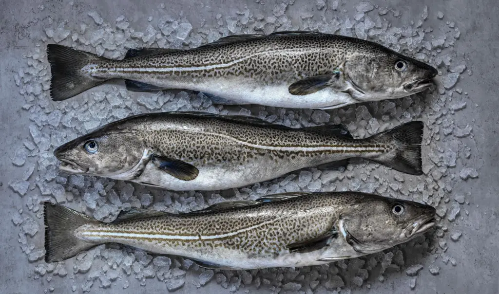 Cod