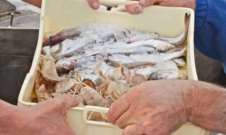 Sustainable fishing