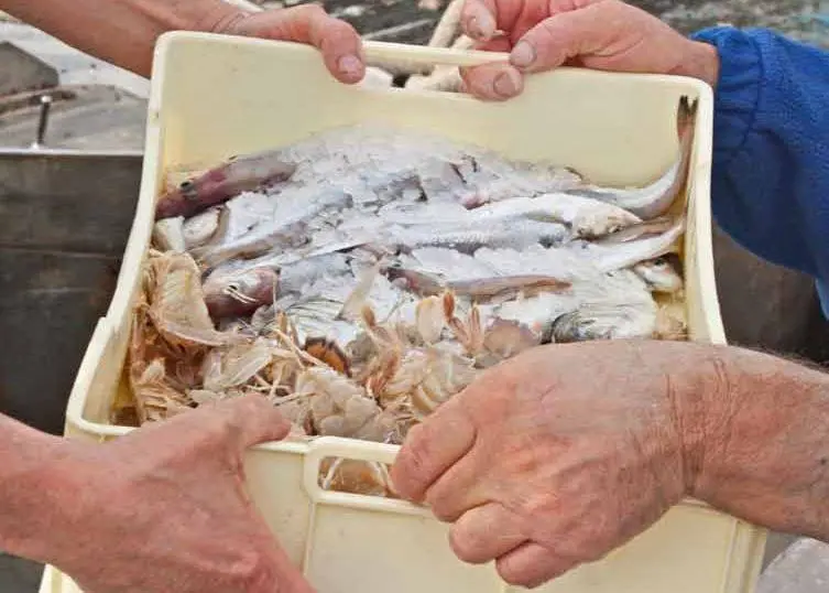 Sustainable fishing