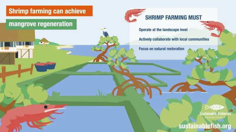 What_Is_Mangrove_Regeneration