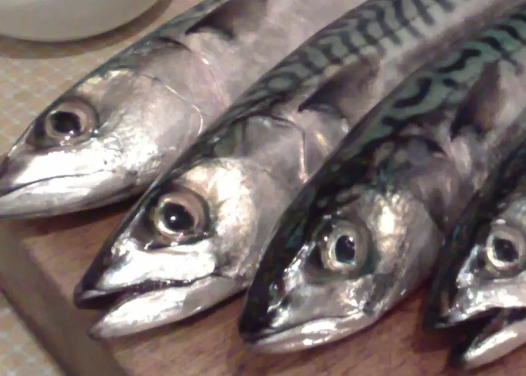 Mackerel
