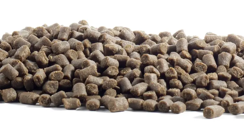 Fish feed