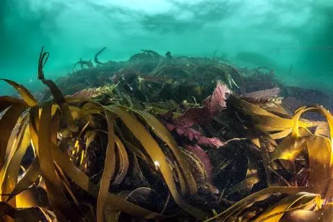 Mixed seaweed