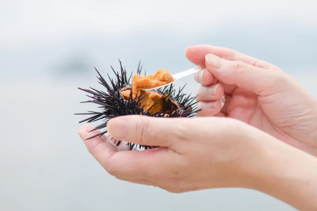 Urchin