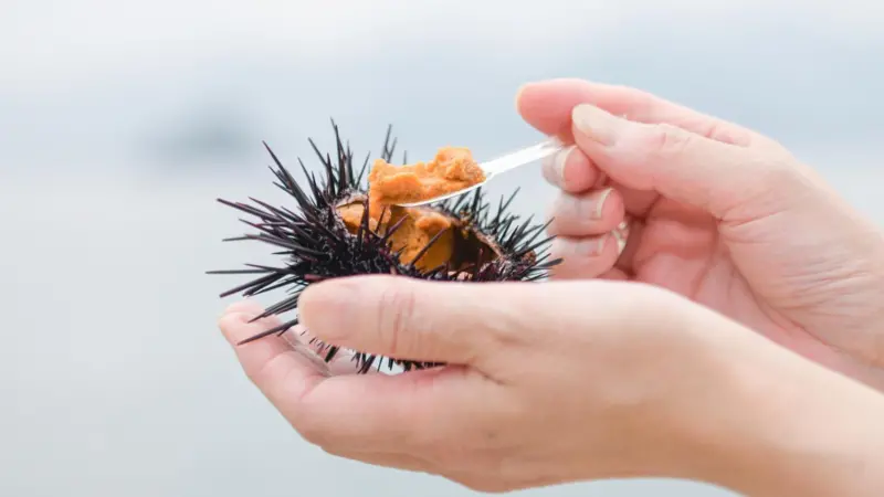 Urchin