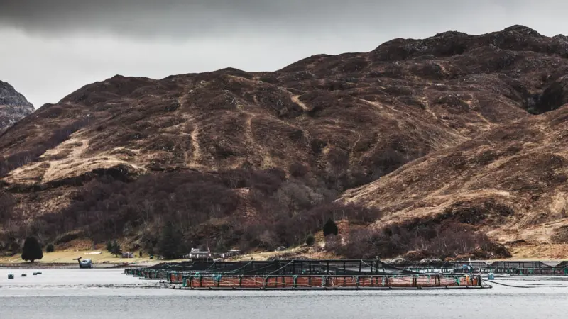 Scottish Sea Farms Loch Nevis