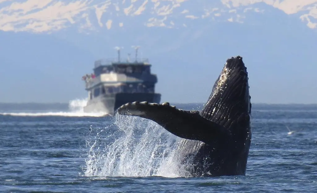 Humpback whale in Alaska