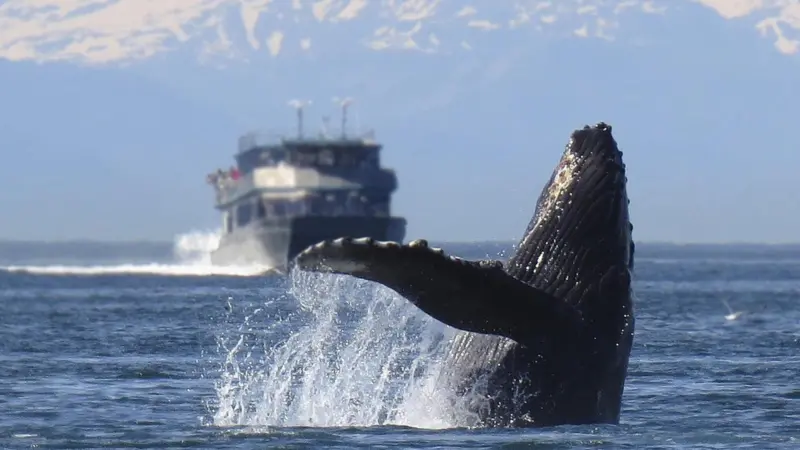 Humpback whale in Alaska