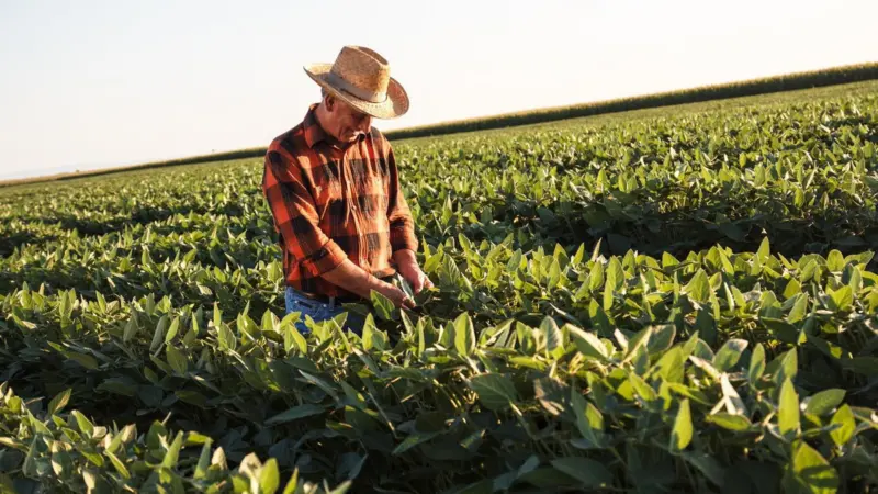 Soy Farmer