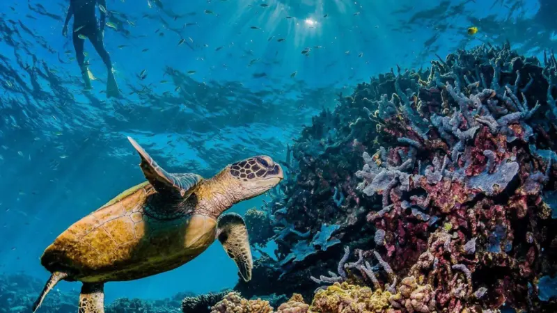 Biodiversity