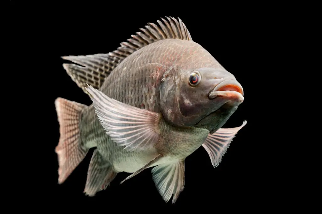 Tilapia