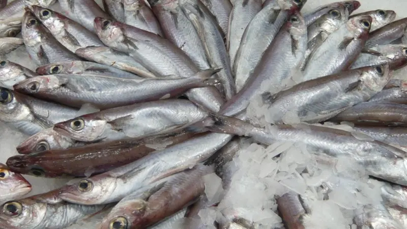 Blue whiting