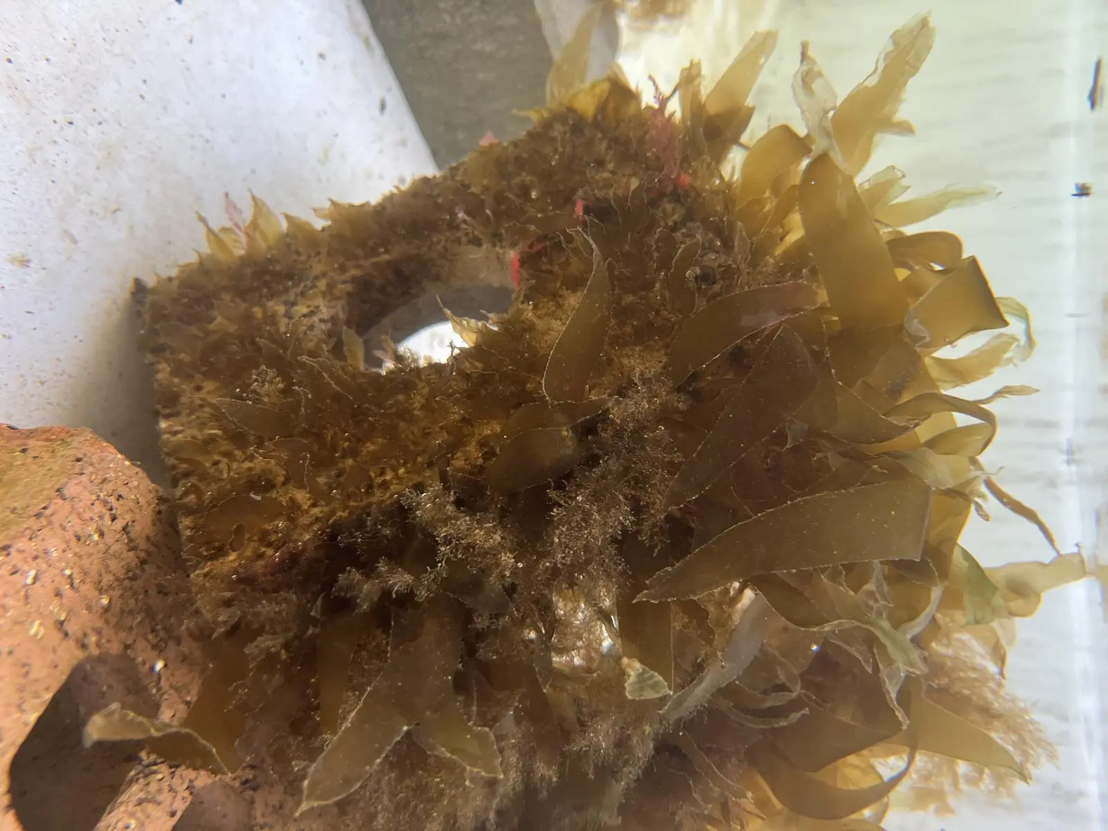 ARC Marine kelp