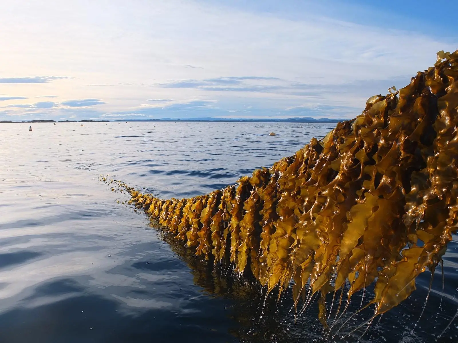 Seaweed Solutions