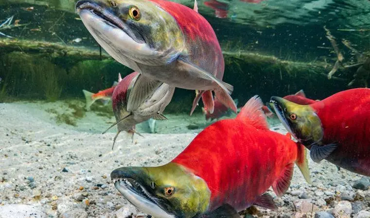 Bristol Bay sockeye