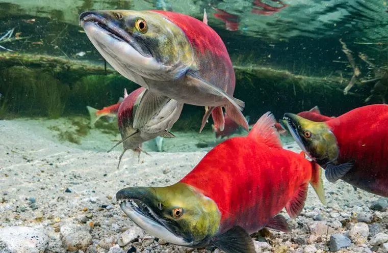 Bristol Bay sockeye