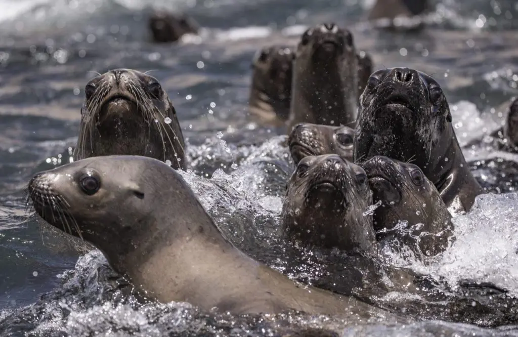 Seals in Pisagua Bay, Chile