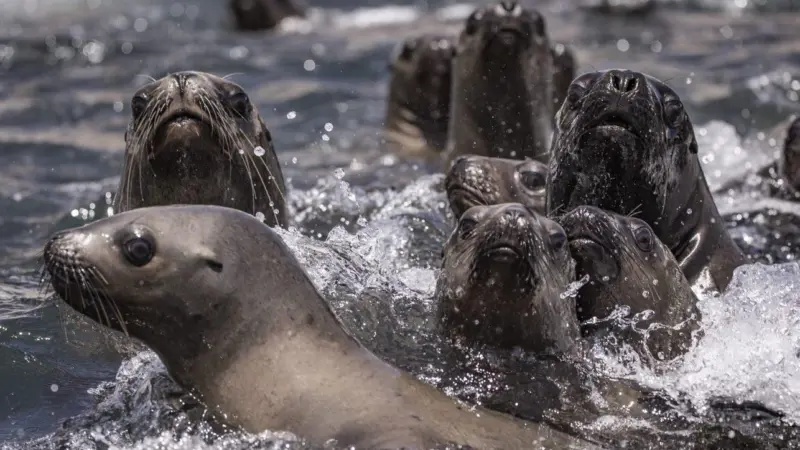Seals in Pisagua Bay, Chile