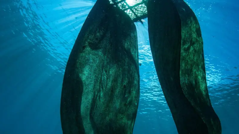 Drifting fish aggregating devices