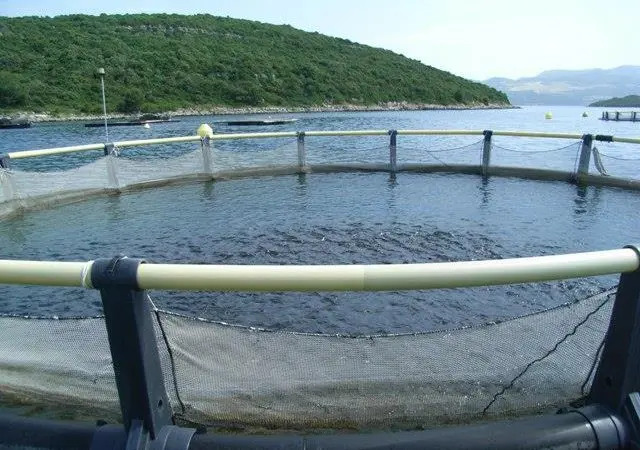 Croatia's total aquaculture production is about 12,000 tonnes per year with a value of €120 million ($146.8 million).