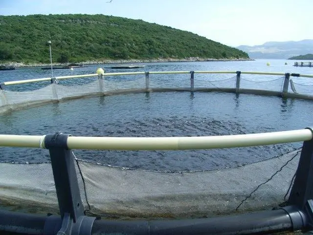 Croatia's total aquaculture production is about 12,000 tonnes per year with a value of €120 million ($146.8 million).