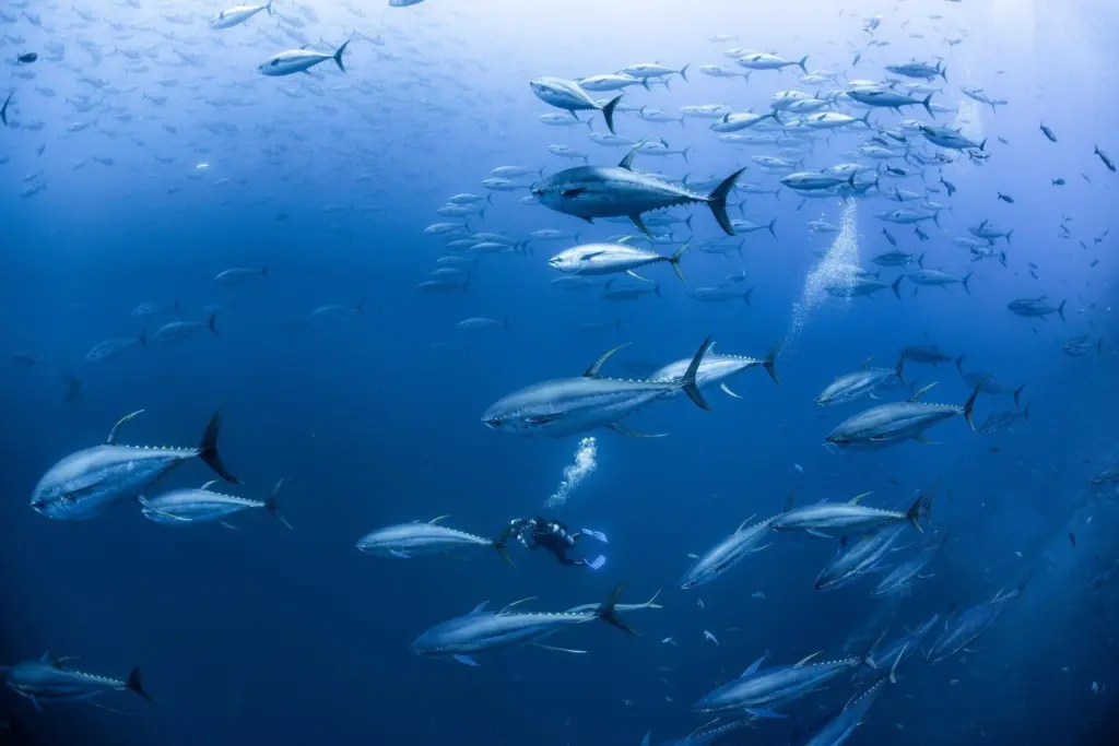 Indian Ocean tuna