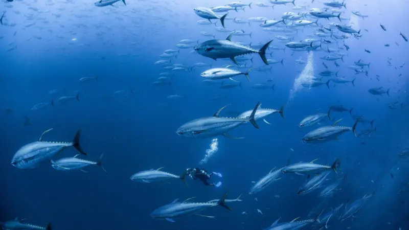 Indian Ocean tuna