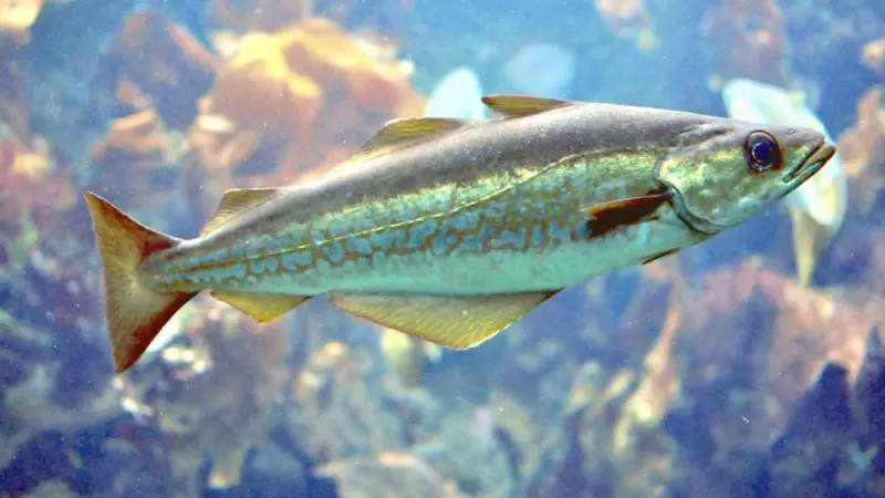 Atlantic Pollock