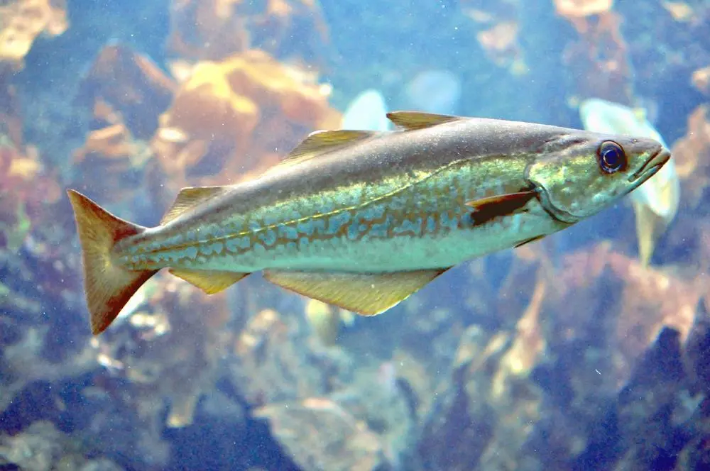 Atlantic Pollock