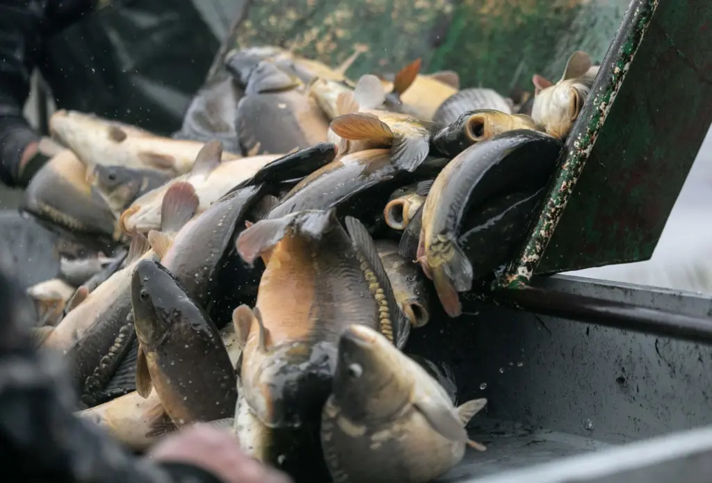 Polish carp