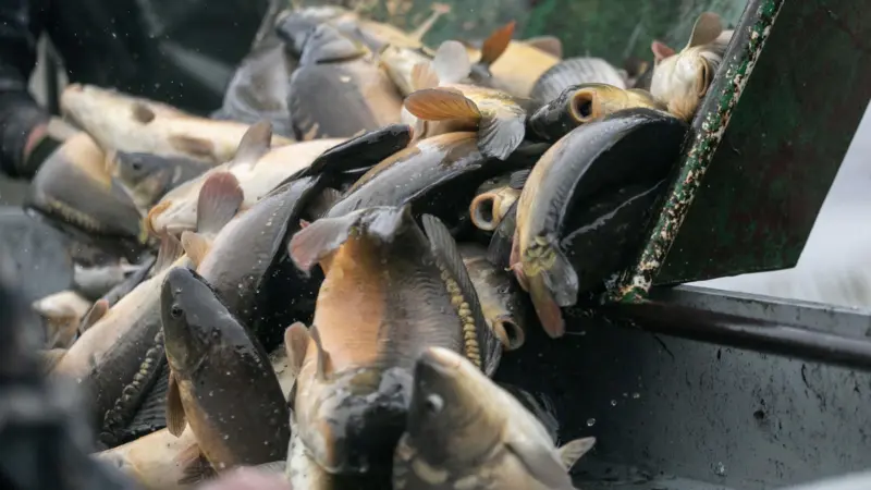 Polish carp