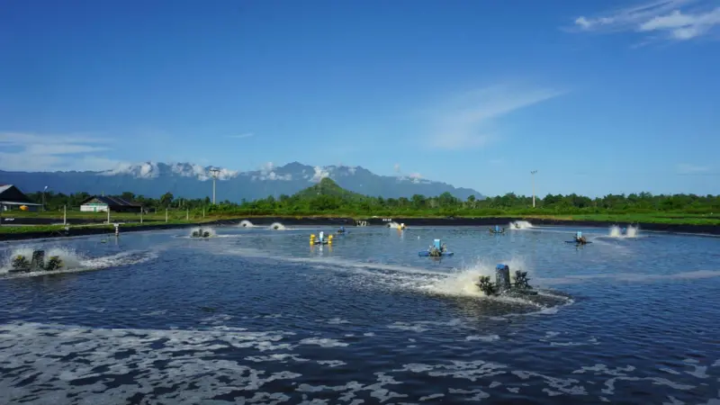 Shrimp farm