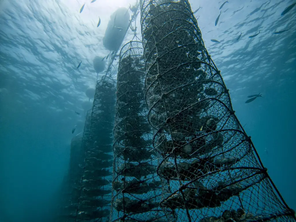 Oyster lanterns under water