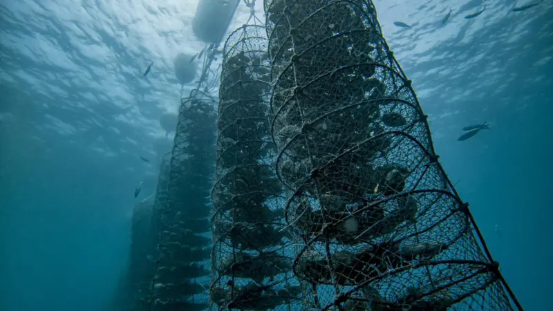 Oyster lanterns under water